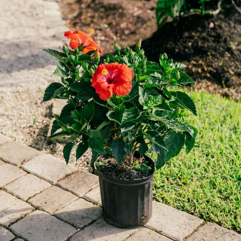 Island Blooms 36" Hibiscus Live Outdoor Plant in 10" Grower Pot -  Walmart.com