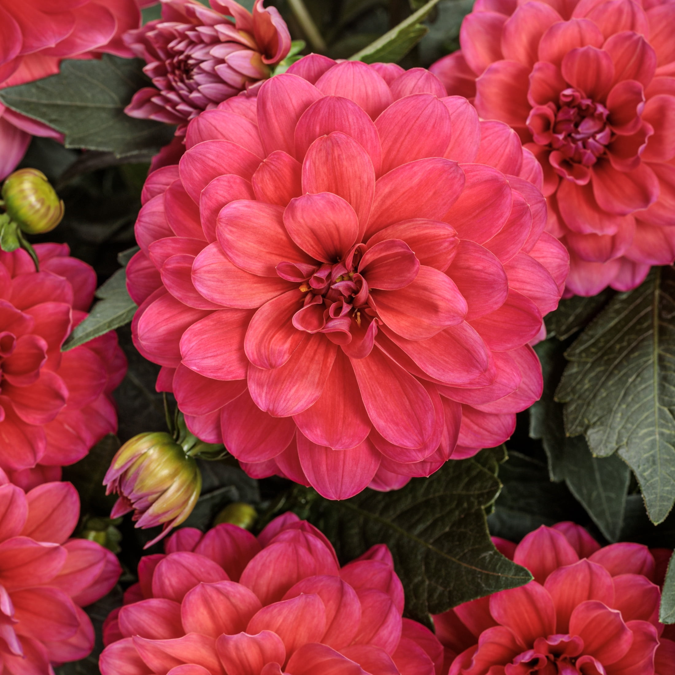 Proven Winners 8" Pink Virtuoso Rad Raz Dahlia Live Plant in 6.5" Pot
