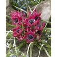 thumbnail image 1 of Bulbe de fleur vivace TASC Tulipe  Little Beauty, 1 of 2