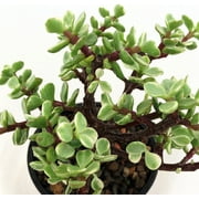 Creme & Green Mini Jade Plant - Portulacaria afra var - 2.5" Pot