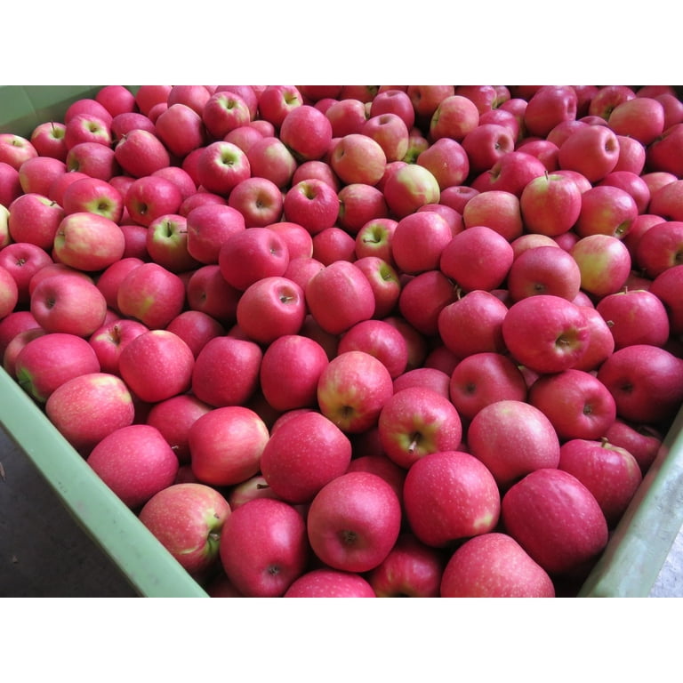 Organic Pink Lady® Apples