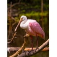thumbnail image 2 of Friel, Bernard 11x14 Black Ornate Wood Framed with Double Matting Museum Art Print Titled - USA-Florida-Sarasota-Myakka River State Park-Perched Roseate Spoonbill, 2 of 4