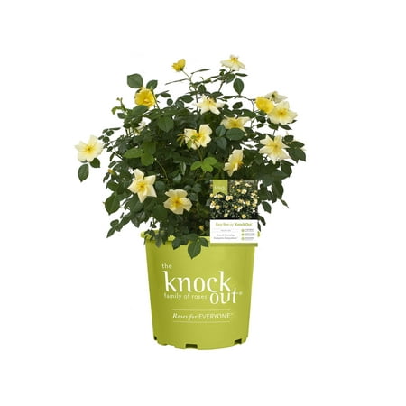 Knock Out 1G Rose Easy Bee-zy Deciduous Flowering Live Plants Full Sun Yellow