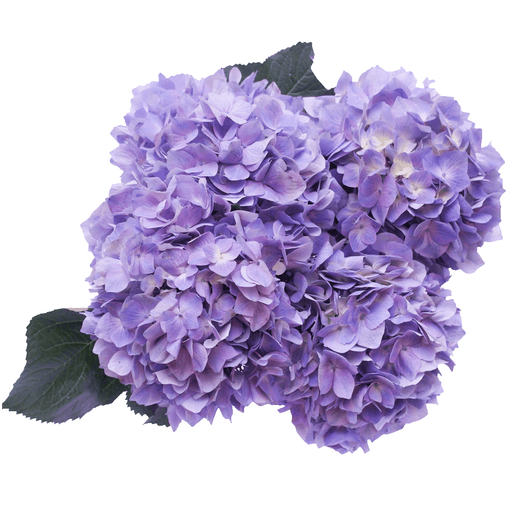 Image of Lilac Hydrangea Image 3