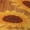 2 Black-1, variant on Rateoe Brown Wood Grain Sunflower A Pattern Quarter Crew Socks,Toe Seamed Ankle Socks,Cotton Cushioned Breathable Athletic Crew Sports Socks