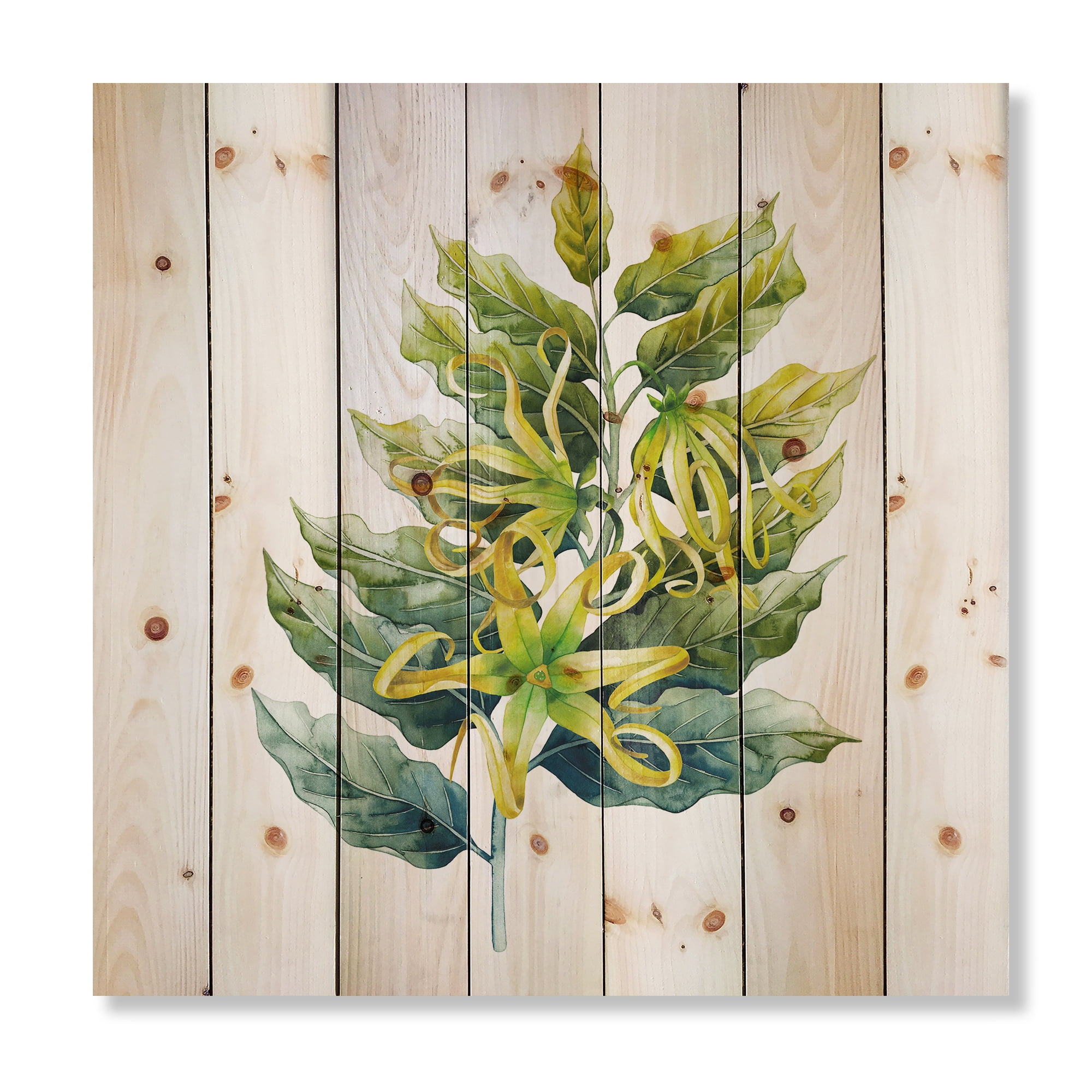 Designart 'Ylang Ylang Flower On White' Traditional Print on Natural Pine Wood