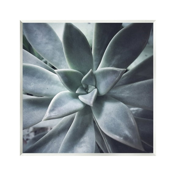 Stupell Industries Succulent Plant Photography Botanical & Floral Photography Unframed Art Print Wall Art