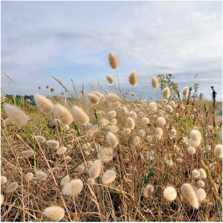 Packet Of 250 Seeds Ornamental Gr Bunny Tails Lagurus Ovatus Packet Of 250 Seeds Ornamental Gr Bunny Tails Lagurus Ovatus Open Pollinated