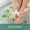 thumbnail image 3 of MAYJAM 30ML Tea Tree Essential Oil for Skin Care, Diffuser, Soap, Candle Making, 3 of 9