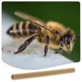 thumbnail image 2 of Shisuyan 20pcs Bamboo Bees Nesting Tube Bee House Tubes Mason Bees Nesting Bamboo Tube, 2 of 8
