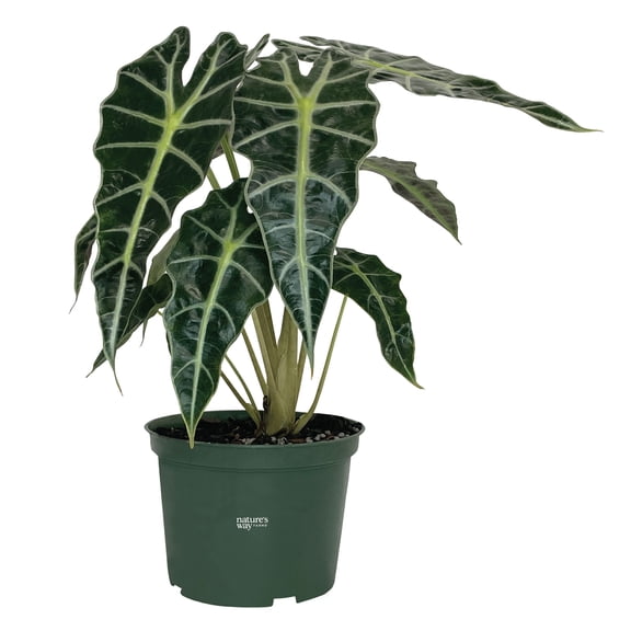 Nature’s Way Farms Alocasia Amazonica Indoor Live Plant (8-15in Tall) in Grower Pot