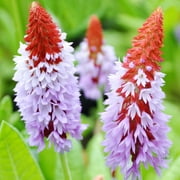 "JD SON SEEDS COMPANY" Start Your Journey with 25 Orchid Primrose Seeds for a Shade-loving Garden
