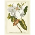 thumbnail image 2 of Trew, Jacob 15x18 Gold Ornate Wood Framed with Double Matting Museum Art Print Titled - Magnificent Magnolias I, 2 of 4