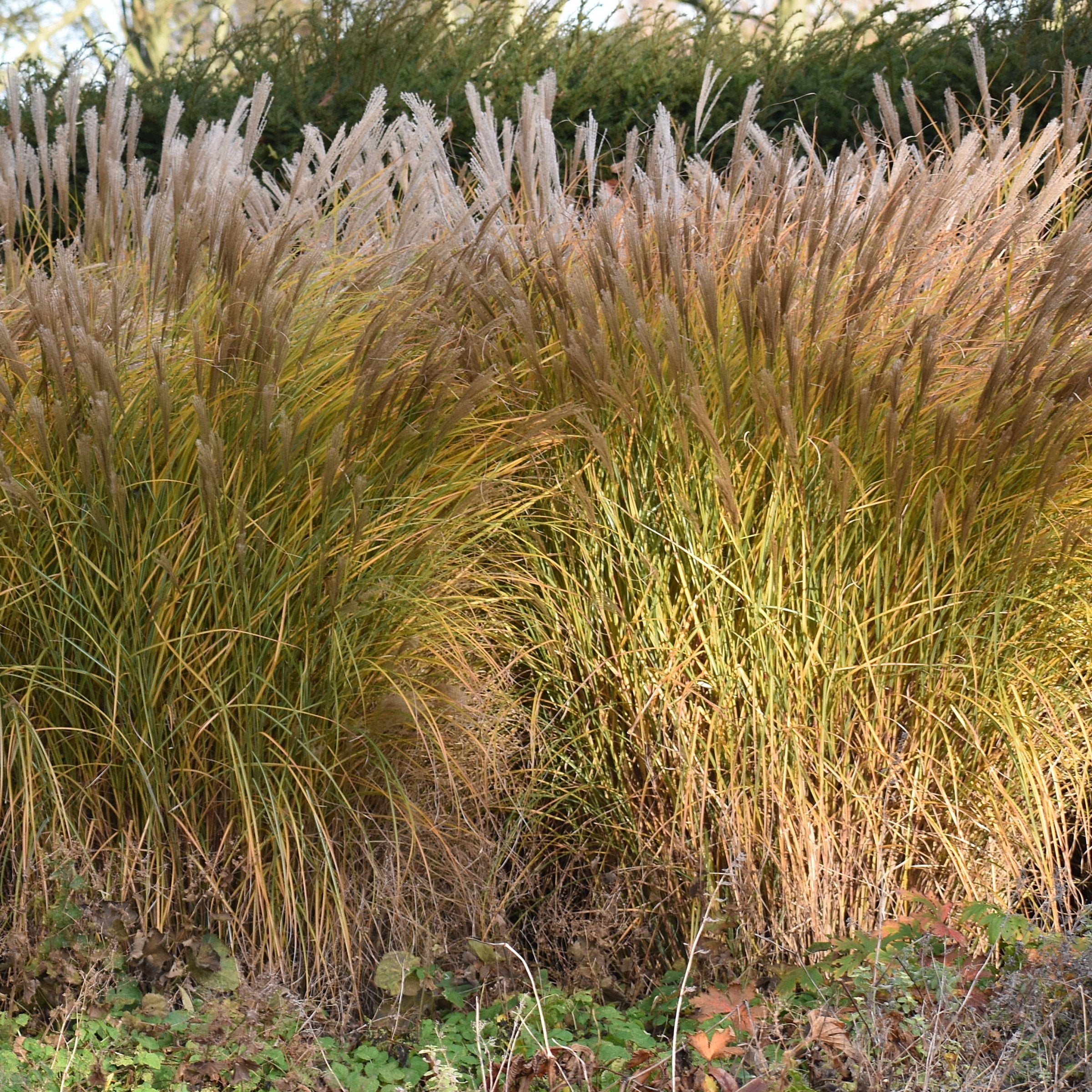 National Plant Network 4 in. Miscanthus Malepartus (3-Pack)