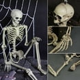 thumbnail image 4 of 16 inch Posable Life Size Human Adult Skeletons Plastic Human Bones with Movable Joints for Halloween Decoration, 4 of 5