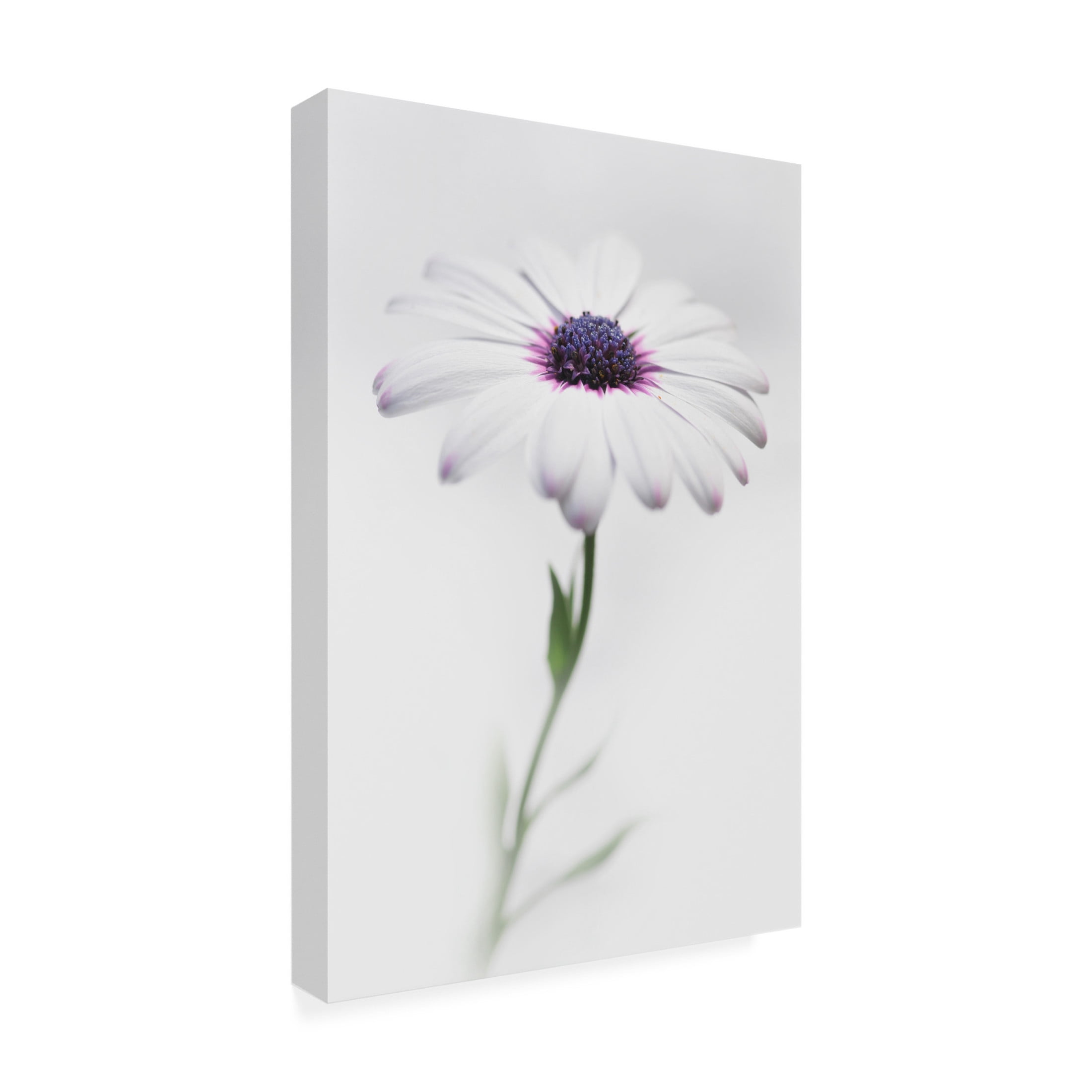 Trademark Fine Art Antonio Grambone In My Garden 3 Canvas Wall Art