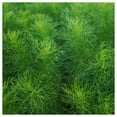 thumbnail image 2 of Everwilde Farms - 1 lb Bouquet Dill Herb Seeds - Gold Vault Bulk Seed Packet, 2 of 4