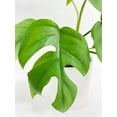 thumbnail image 4 of Rhaphidophora Tetrasperma Mini Monstera 'Ginny' - Live Air-Purifying Indoor Plant in Nursery Pot – Easy Care, Low Maintenance Houseplant for Home & Office Decor, Natural Air Cleaner, Best for, 4 of 7