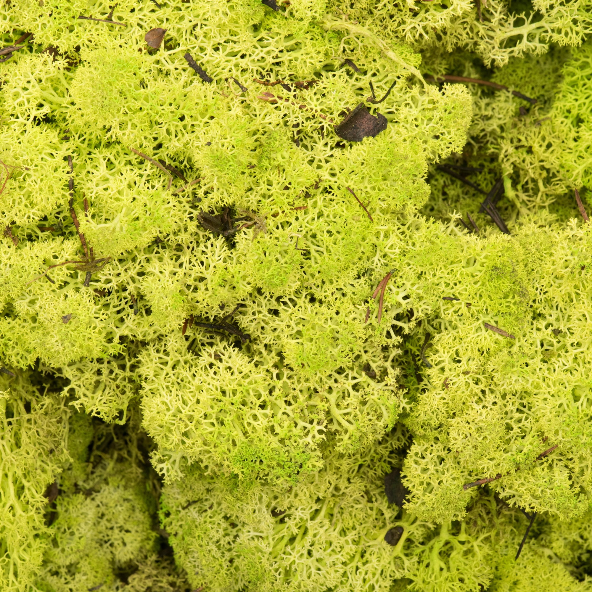Vickerman Box Lime Green Moss, Reindeer- 9 lb bulk, Preserved