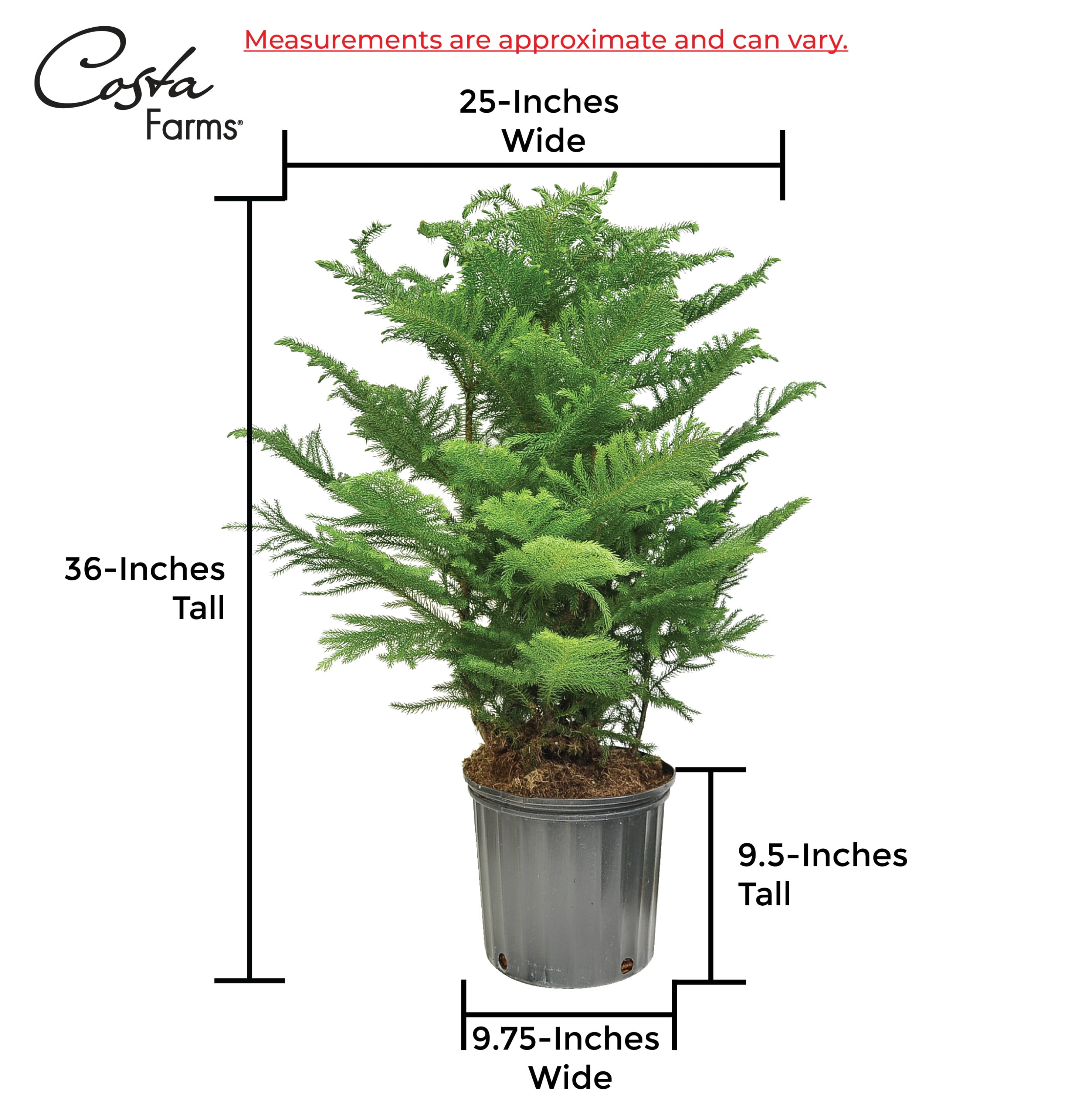 Costa Farms Live Indoor 36in Tall Green Holiday Norfolk Island Pine Bright Direct Sunlight Plant In 10in Pot Cover Walmart Com