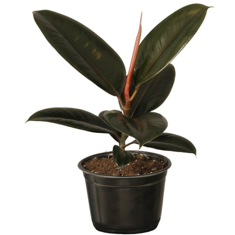 United Nursery Ficus Elastica Burgundy Live Rubber Plant Indoor Houseplant in 6 Inch Grower Pot 14-18 Inches Tall