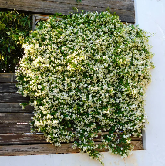 Green Confederate Star Jasmine Plant Live for Planting, Jasmine Flower Plant for Outdoor 4 to 6 Inch Tall