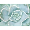 thumbnail image 2 of Johnson, Jason 14x12 White Modern Wood Framed Museum Art Print Titled - Storybook Succulent II, 2 of 4