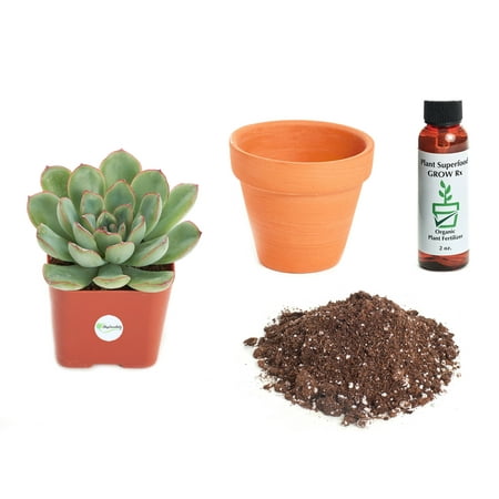 Echeveria Plant - Shop Succulents Echeveria Pulidonis 2In Plant Kit