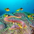 thumbnail image 3 of Dpityserensio Printed,Fish Tank Landscaping Decoration Printing Articulated, 3 of 5