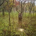 thumbnail image 5 of Antler King Attractants, Blocks, Minerals, and Supplements, 5 of 5