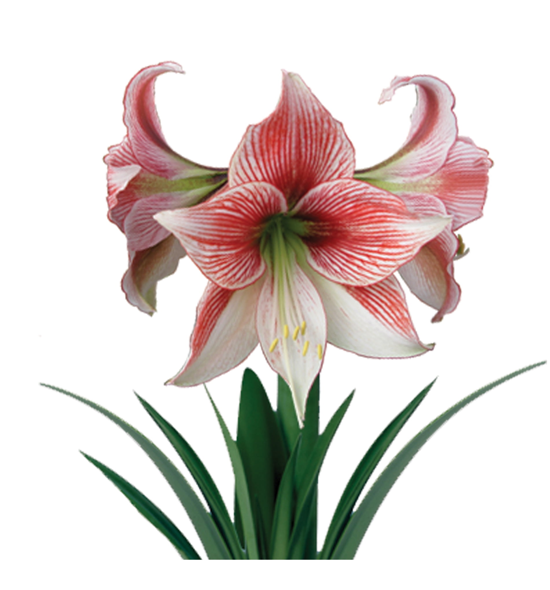 EuroBlooms Amaryllis Glee in 6-Inch Red Pot with White Ruby Red Veining - Live Decorative Plant