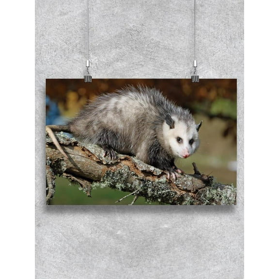 Young Opossum On A Branch  Poster - Image by Shutterstock,