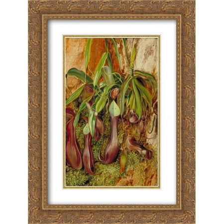 Marianne North 2x Matted 20x24 Gold Ornate Framed Art Print 'A Bornean Pitcher Plant, Sarawak, Borneo'