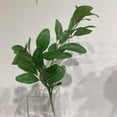 thumbnail image 3 of PITTOSPORUM, 3 of 3