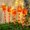 Elk, variant on LED Christmas Ground Plug Lights with Elk Shaped,Solar Waterproof Pathway String Lights Outdoor for Christmas Decorations Holiday Party Backyard Sidewalk Garden Patio Cafe Ornaments(5 ct)