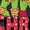 NAVY, variant on Teenage Mutant Ninja Turtles - Merry Christmas Dude Long Sleeve Graphic T-Shirt