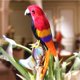 thumbnail image 2 of Guacamayo artificiales, loro de pájaro para decoración de jardín, accesorio Rojo Zulema Estatua de loro, 2 of 7