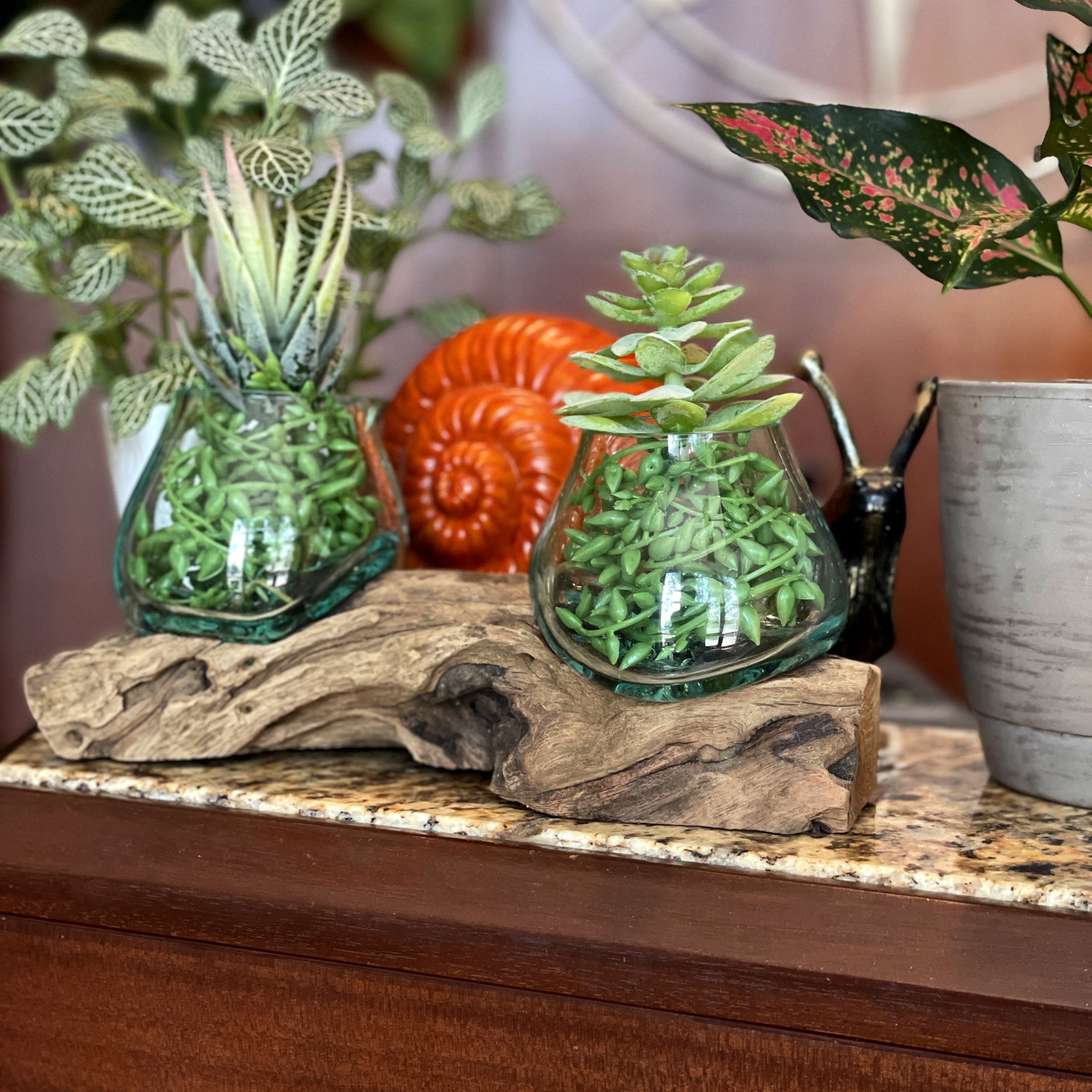Things2Die4 10.5" Double Molten Glass Bowls on Driftwood Hand Blown Planter Terrarium Decor - Natural - Size 10.5 inch Double Bowl