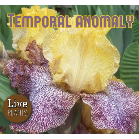 - 2007 Tasco - Temporal Anomaly - Tall Bearded Iris Rhizome (1 Rhizome)