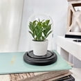 thumbnail image 2 of Plymor 3" x 5" Glass Display Dome Cloche (Black MDF Wood Base), 2 of 3