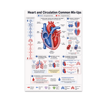 Skeletal System Structure and Function Poster, Anatomy Education ...