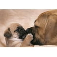 thumbnail image 2 of Puggle Welpe Ksst Wall Mural by Wallmonkeys Peel and Stick Graphic (24 in W x 16 in H) WM326397, 2 of 4