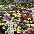 thumbnail image 3 of Drought Tolerant Osteospermum African Daisy Grand Canyon Garden Flower Seed Mix - 20 Seeds, 3 of 5