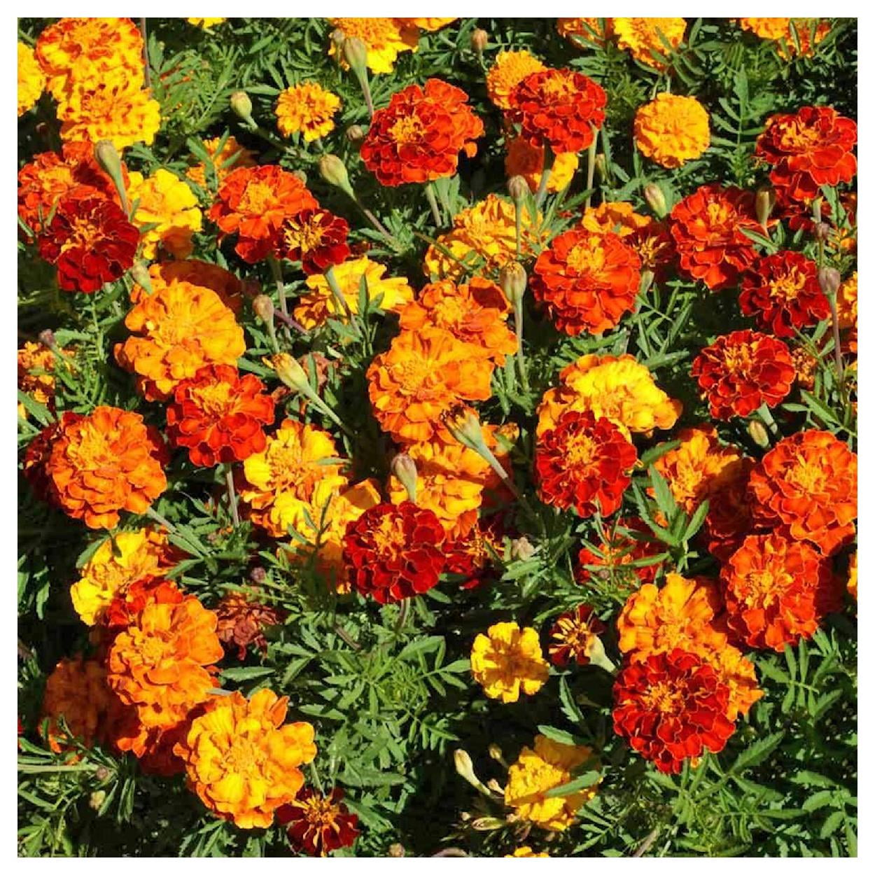 Everwilde Farms - 1 lb Sparky Mix French Marigold Garden Flower Seeds - Gold Vault Bulk Seed Packet