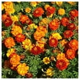 thumbnail image 4 of Everwilde Farms - 1 lb Sparky Mix French Marigold Garden Flower Seeds - Gold Vault Bulk Seed Packet, 4 of 4