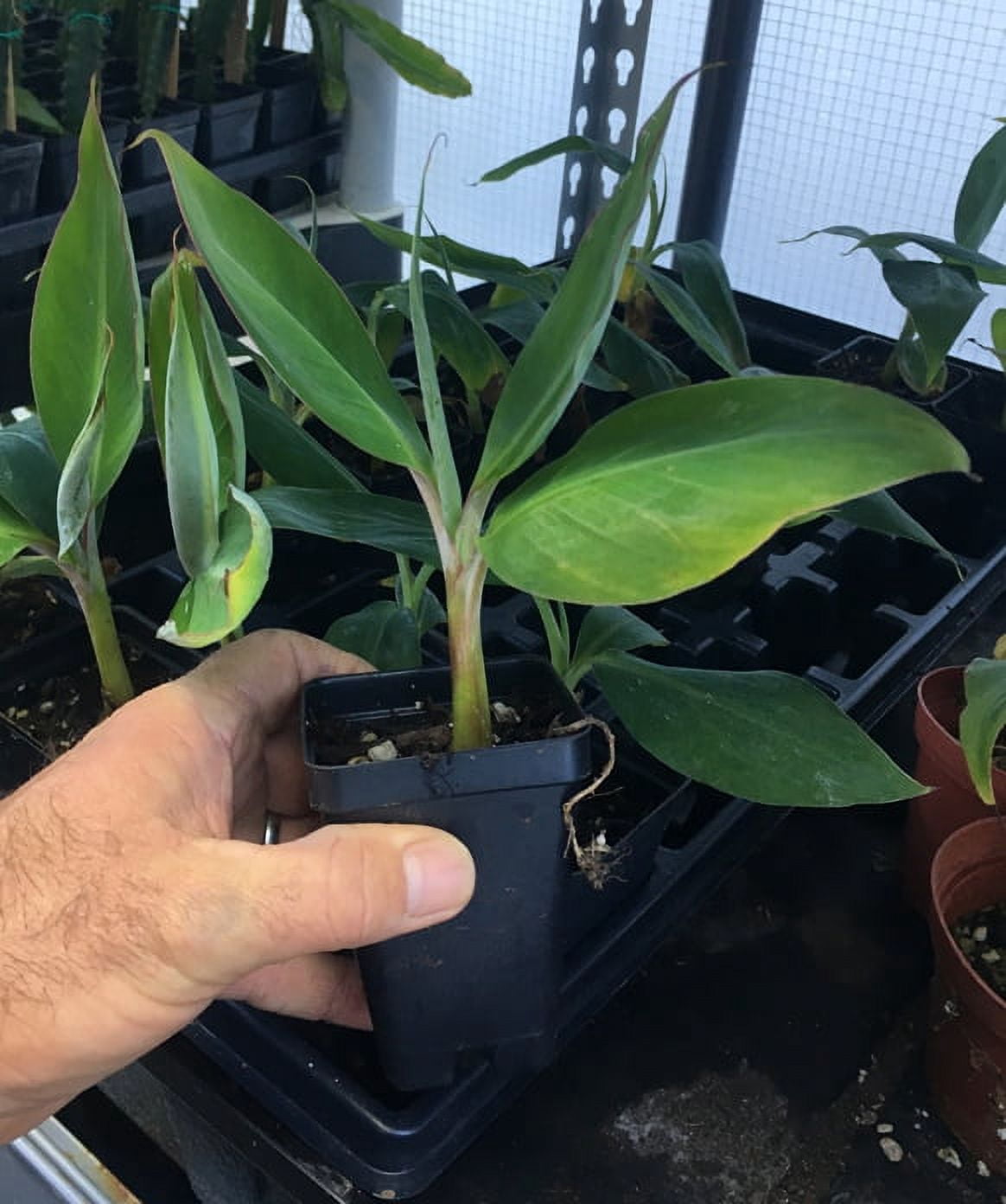 Ice Cream Banana Plant - Live Banana Tree "Ice Cream"