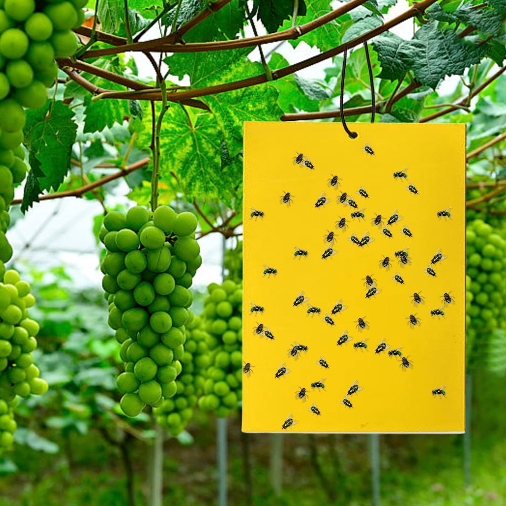 YiaNXan 100 Pack Dual-Sided Yellow Sticky Traps, 5.9" x 7.87" Fruit Fly Traps Fungus Gnat Traps for Indoor Outdoor Use Protect The Plant