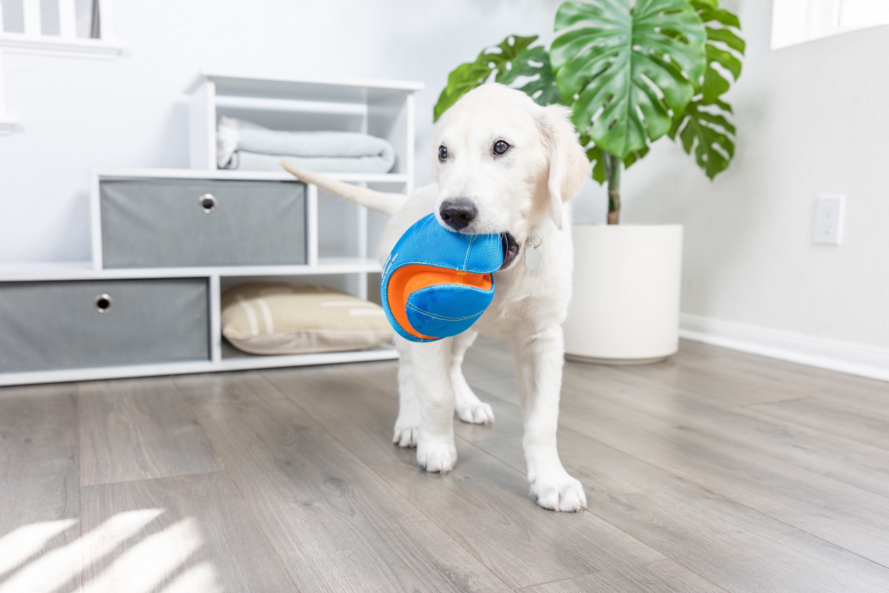 Chuckit! Giggle Fumble Fetch Dog Ball Fetch Football Toy for Dogs with Bitezones, 7.9" L for Small Pets up to 30 lbs, Pack of 1