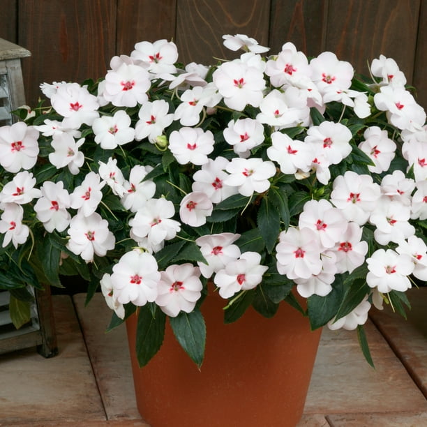 Impatiens, Next Generation SunPatiens® Vigorous Sweetheart White 3