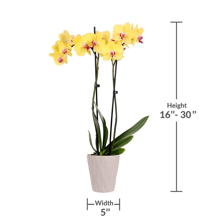 Just Add Ice Live Plant 16-30